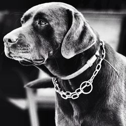 Close-up of dog looking away