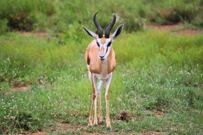 Antelope standing on field