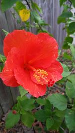 Close-up of red hibiscus flower