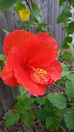 Close-up of red hibiscus flower