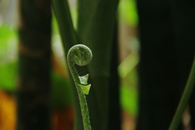 Close-up of fresh green plant