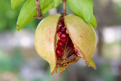 Close-up of pomegranate