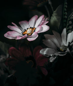 Close-up of bee pollinating on flower