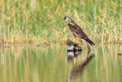 Close-up of bird perching on lake