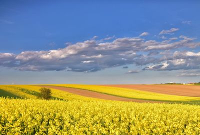 Scenic view of oilseed rape field against sky