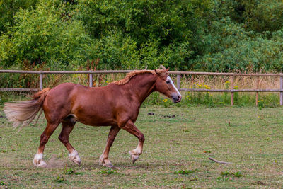 horse