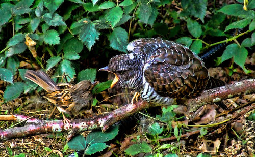 Close-up of an animal on leaf