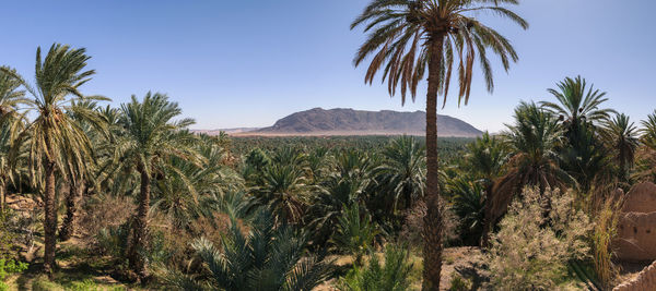 Palm trees on landscape against clear sky