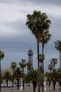 Low angle view of palm trees against sky