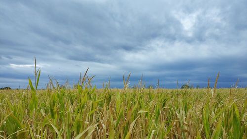 View of stalks in field against cloudy sky