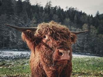 Portrait of cow standing on field