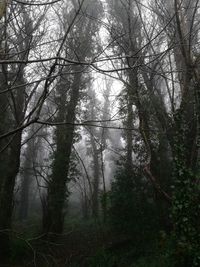Trees in forest