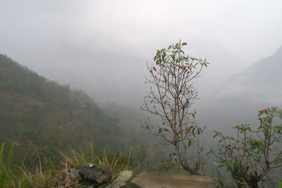 Plants growing on mountain against sky