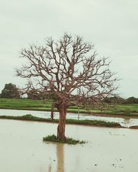 Bare tree on field by lake against sky