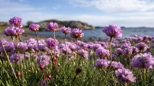 Close-up of pink flowering plants on field against sky