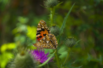 Close-up of butterfly pollinating on purple flower