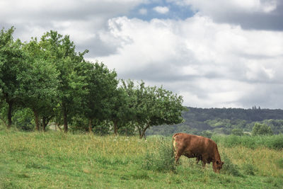 Horse in a field