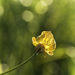 Close-up of butterfly on yellow flower