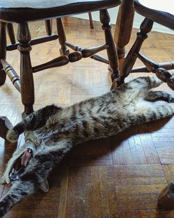 High angle view of cat lying on wooden floor