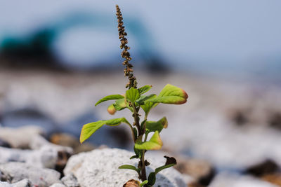 Close-up of plant growing outdoors