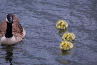 Gosling's swimming in a lake with mother 