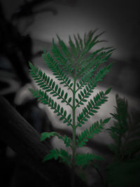 Close-up of potted plant