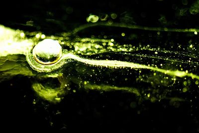 Close-up of raindrops on plants