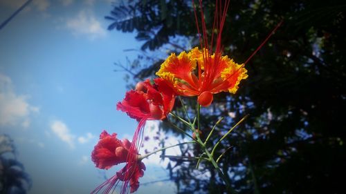 Close-up of red flowers blooming against sky