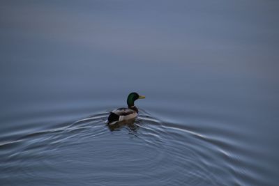 Swan swimming on lake