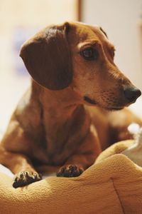 Close-up of dog sitting