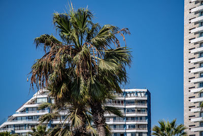 Low angle view of coconut palm tree against buildings