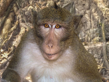 Portrait of monkey