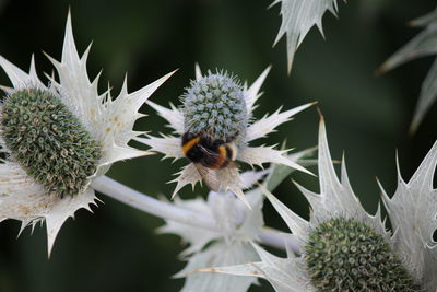 Close-up of honey bee on white flower