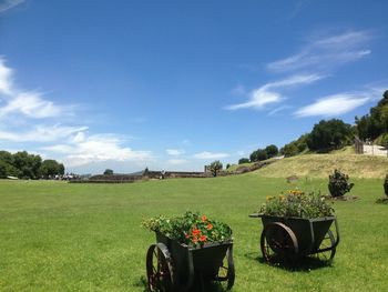 Scenic view of grassy field against sky