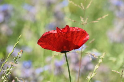 Close-up of red poppy flower