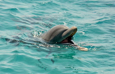 View of a turtle in sea