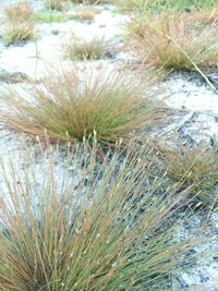 High angle view of plants growing on land