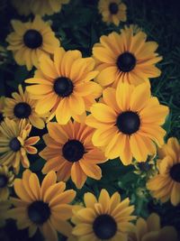 Full frame shot of yellow flowers blooming outdoors