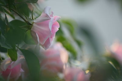 Close-up of pink rose