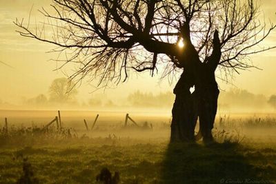 Bare trees on field in foggy weather