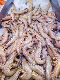 High angle view of fresh shrimps for sale in market