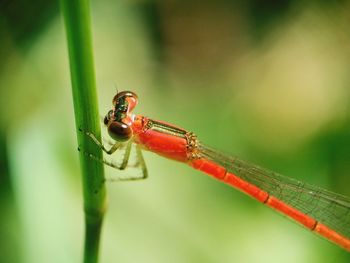 Close-up of insect on blade of grass