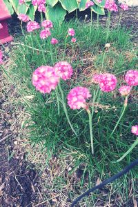 Pink flowers blooming on field