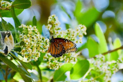 Close-up of butterfly pollinating on flower