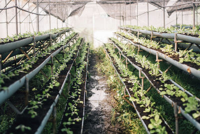 Plants growing in greenhouse