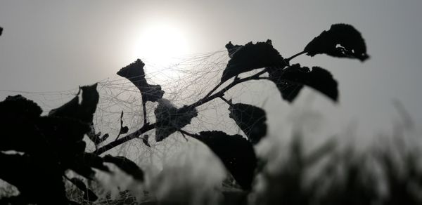 Close-up of silhouette plants against sky during sunset