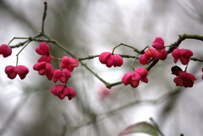 Low angle view of pink flowers growing on tree