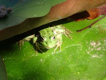 Close-up of frog on leaf