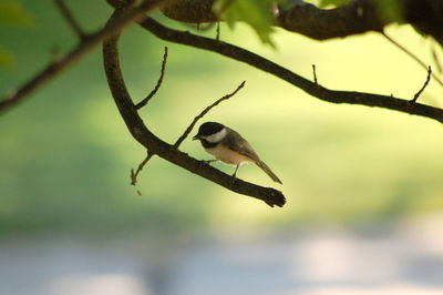 Bird perching on branch