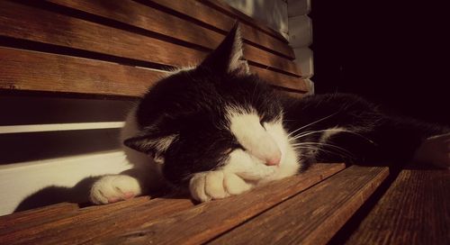 Cat resting on wooden floor
